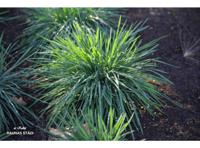 Koeleria glauca   'Coolio'